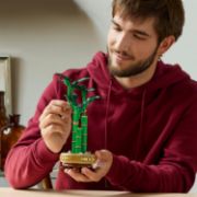 Obrázek Bambus štěstí