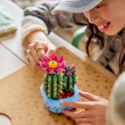 Obrázek Kvetoucí kaktus