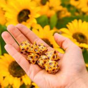 Obrázek Sada kostek: Full Art Dice Set - Sunflower