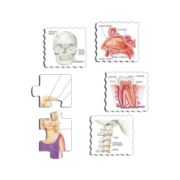Obrázek NAŠE TĚLO 35 d. EDU Puzzle
