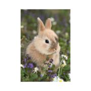 Obrázek Puzzle Králíček a morče 2x48 dílků