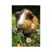 Obrázek Puzzle Králíček a morče 2x48 dílků