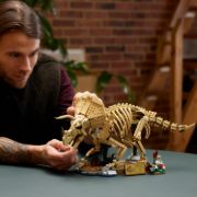 Obrázek Dinosauří fosilie: Triceratops