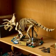 Obrázek Dinosauří fosilie: Triceratops